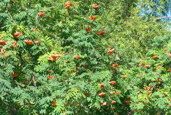 Ashberry Ξηρά Ηλιόλουστη Μέρα Του Καλοκαιριού — Φωτογραφία Αρχείου