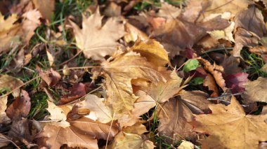 Sonbaharda sarı akçaağaç halısı