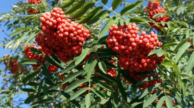 Kuru ve güneşli bir günde Ashberry 