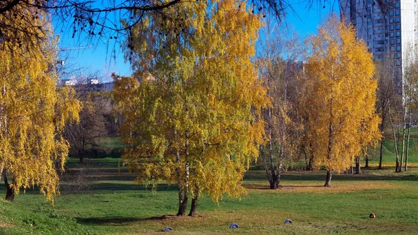Sonbahar Gününde Huş Ağacı — Stok fotoğraf