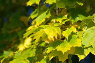 Ağaçtaki sarı akçaağaç yaprakları
