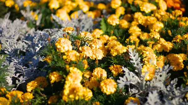 Маленькие Цветы Сухой Солнечный День — стоковое фото