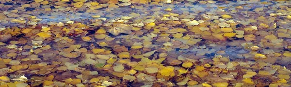 Yellow Birch Leafs Water — Stock Photo, Image