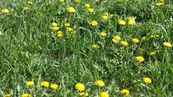 Löwenzahn Frühling Trockener Sonniger Tag — Stockfoto