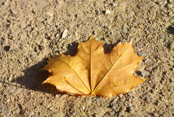 地球上のカエデの葉 — ストック写真