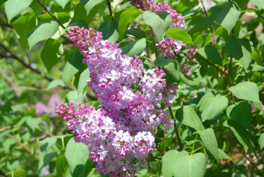 Baharda leylak kuru güneşli bir günde