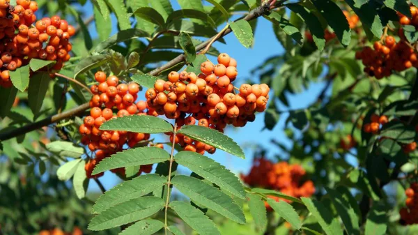 Ashberry Droge Zonnige Dag — Stockfoto