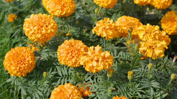 Flores Amarillas Día Soleado Seco — Foto de Stock