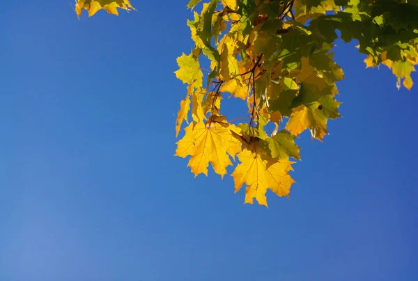 Żółte Liście Klonu Drzewie — Zdjęcie stockowe