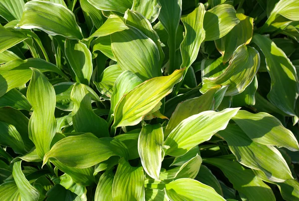 Folhas Verdes Grama Dia Ensolarado Seco — Fotografia de Stock