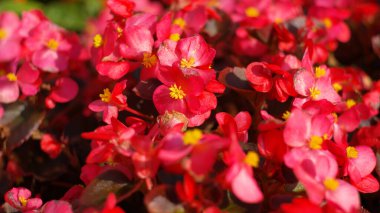 Kuru ve güneşli bir günde kırmızı küçük çiçekler