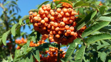 Kuru ve güneşli bir günde Ashberry 