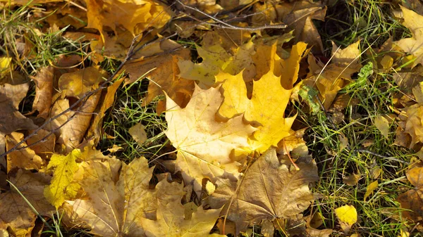 Gul Lönnmatta Hösten — Stockfoto