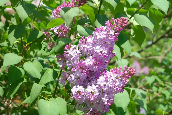 Lilla Primavera Giornata Sole Secco — Foto Stock