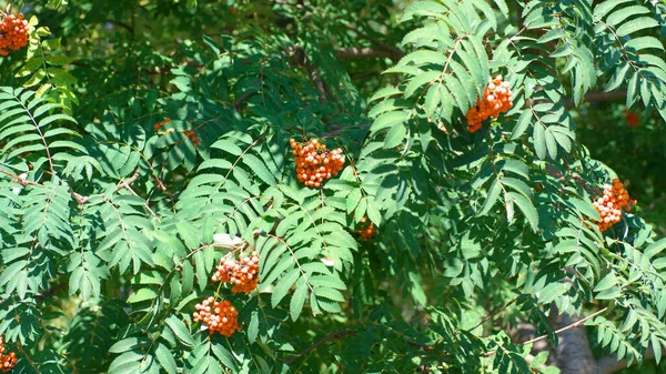 Ashberry Dry Sunny Summer Day — Stock Photo, Image