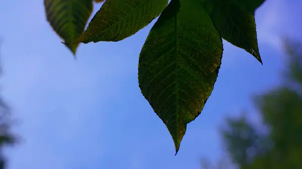 Zelené Listy Pozadí Oblohy — Stock fotografie