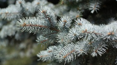 Kuru güneşli bir günde köknar ağacı