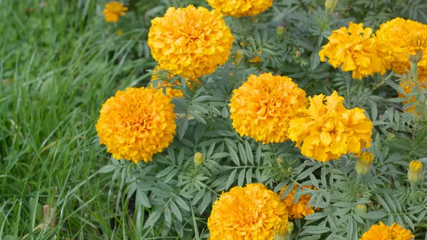 Flores Amarillas Día Soleado Seco — Foto de Stock