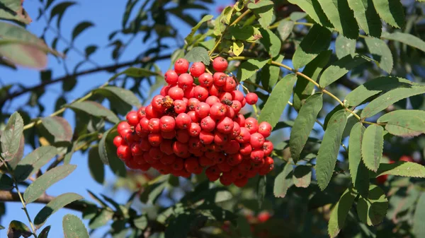 Ashberry Dry Sunny Day — Stock Photo, Image