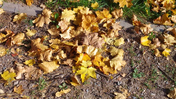 Gelbe Ahornblätter Auf Der Erde — Stockfoto