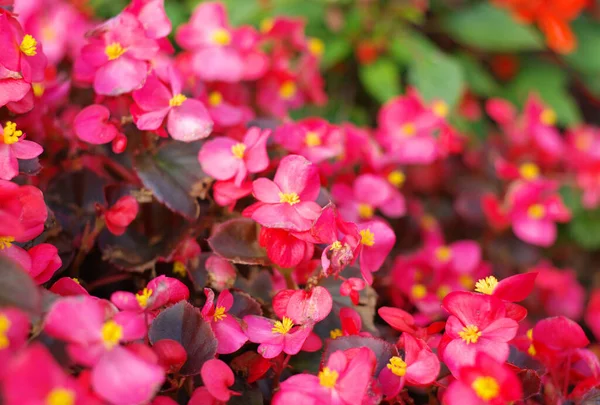 Pequeñas Flores Rojas Día Soleado Seco — Foto de Stock