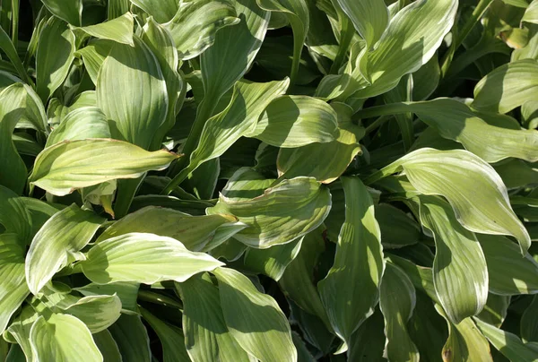 Hierba Hojas Verdes Día Soleado Seco — Foto de Stock