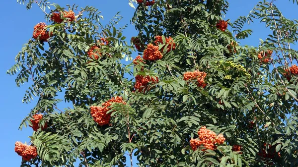 Arándano Día Soleado Seco — Foto de Stock