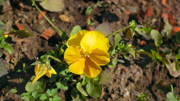 Bahar Sarı Çiçek — Stok fotoğraf