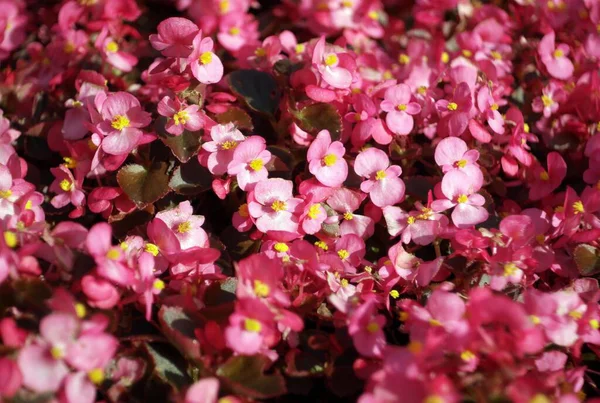 乾燥した晴れた日に赤い小さな花 — ストック写真