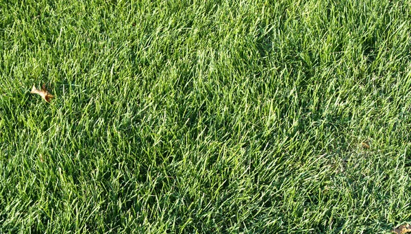 Grünes Gras Trockenem Sonnigem Tag — Stockfoto
