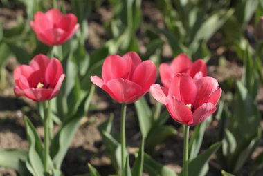 Baharda Kırmızı Lale