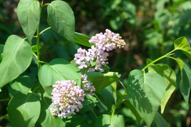 Baharda leylak kuru güneşli bir günde