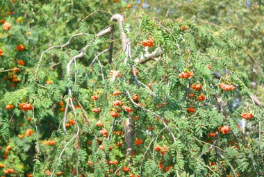 Kuru ve güneşli bir günde Ashberry