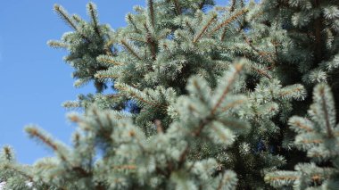 Kuru güneşli bir günde köknar ağacı