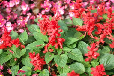 Kuru ve güneşli bir günde kırmızı küçük çiçekler