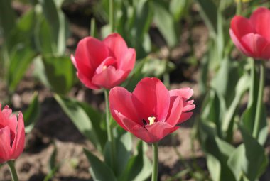 Baharda Kırmızı Lale