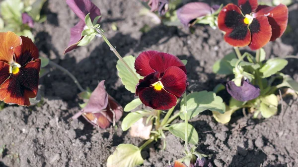 Red Viola Spring — Stock Photo, Image