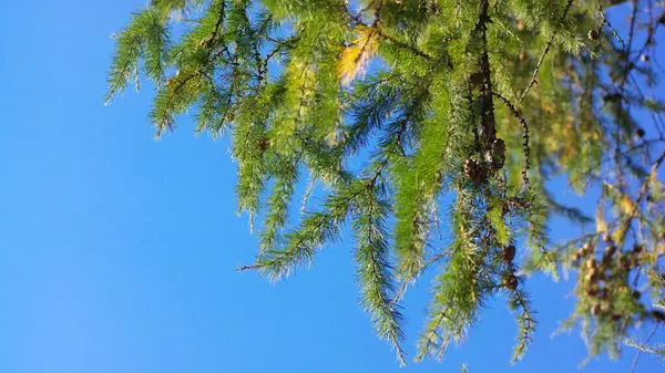 Kuru Güneşli Bir Günde Köknar Ağacı — Stok fotoğraf