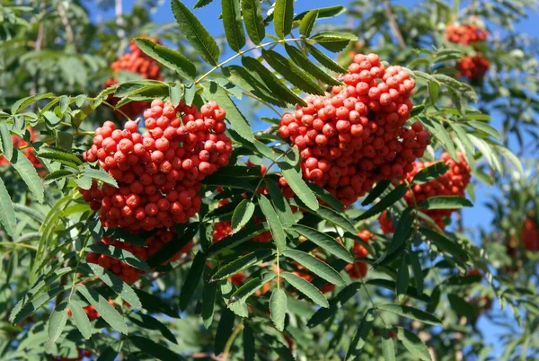 Ashberry Ξηρή Ηλιόλουστη Μέρα — Φωτογραφία Αρχείου