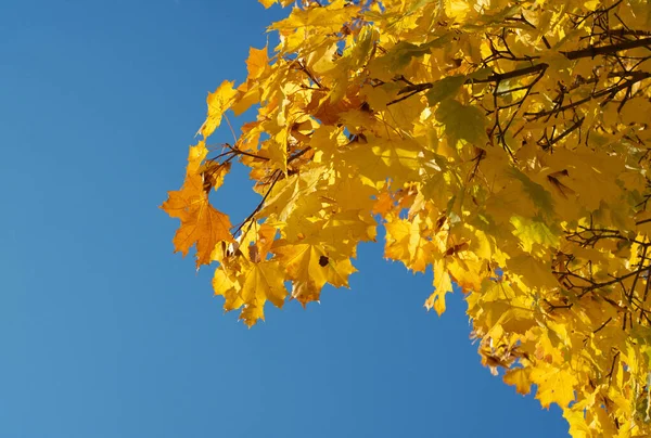 Gelbe Ahornblätter Baum — Stockfoto