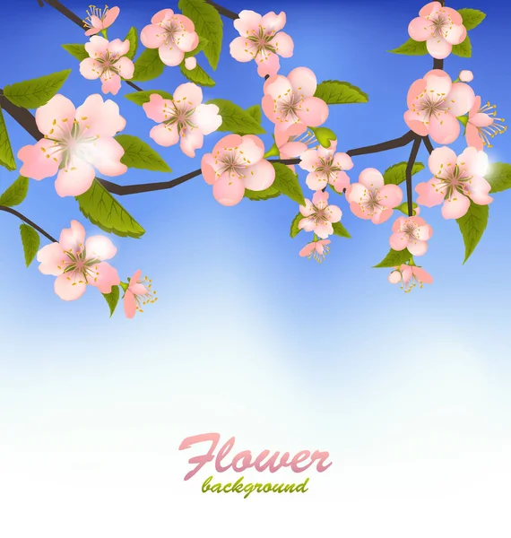 Spring Background of a Blossoming Tree Branch with Flowers — Stock Photo, Image