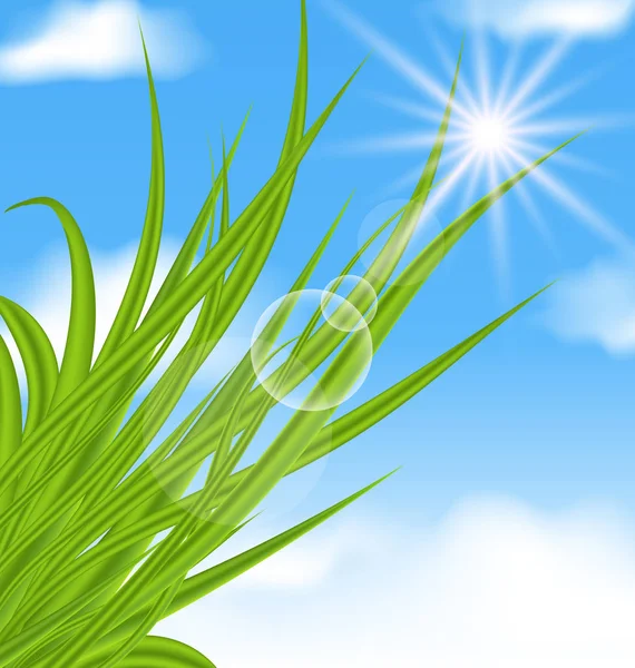 Natuurlijke verlichte achtergrond met groene gras — Stockfoto