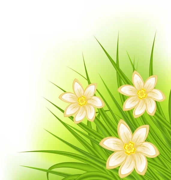 Green grass with flowers, spring background