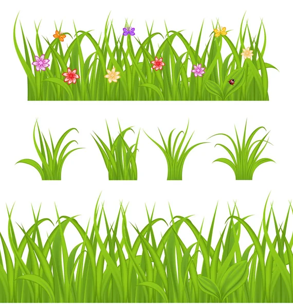 Impostare erba verde isolato su sfondo bianco — Foto Stock