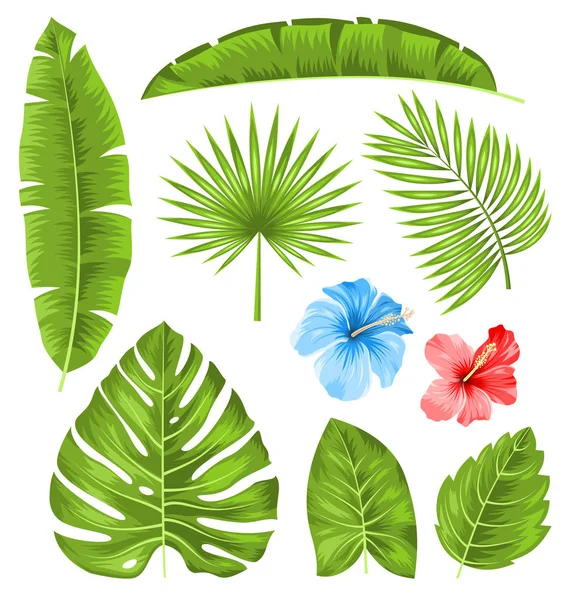 Conjunto de Folhas Tropicais, Plantas de Coleção Isoladas — Fotografia de Stock