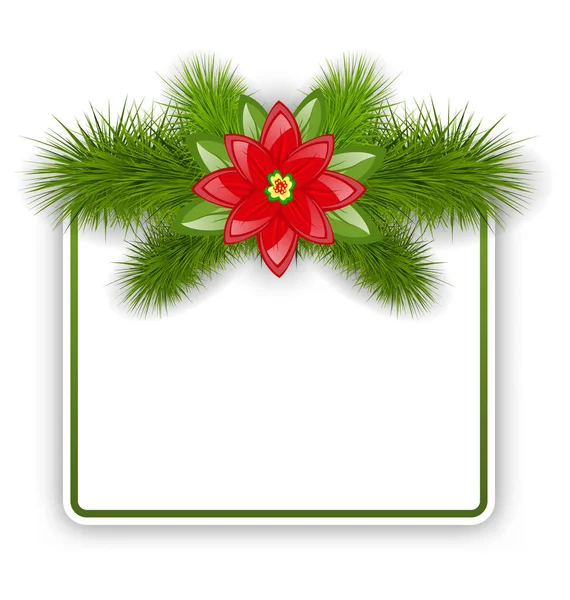 Karácsonyi képeslap-fenyő gallyak és a virág, Mikulásvirág — Stock Fotó