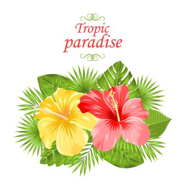 Güzel renkli Hibiscus çiçek Blossom ve tropikal yaprak