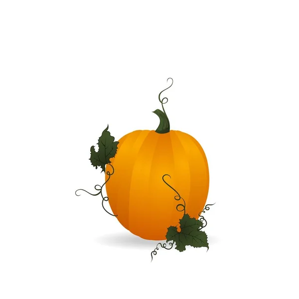 Zucca matura arancione — Foto Stock
