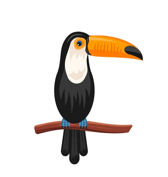 Toucan drôle assis sur la branche, Oiseau exotique isolé — Photo