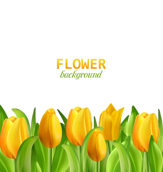 Bei fiori gialli tulipani isolati — Foto Stock